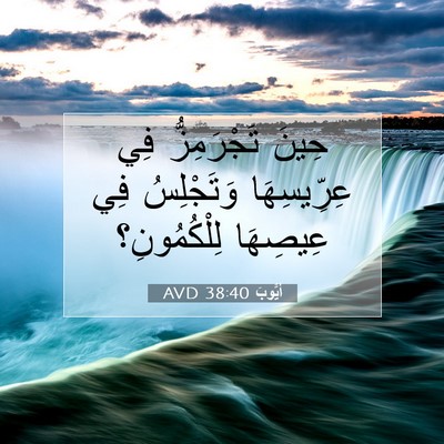 Picture 07 - أَيُّوبَ 38:40 AVD - حِينَ تَجْرَمِزُّ فِي - Bible Verse Picture