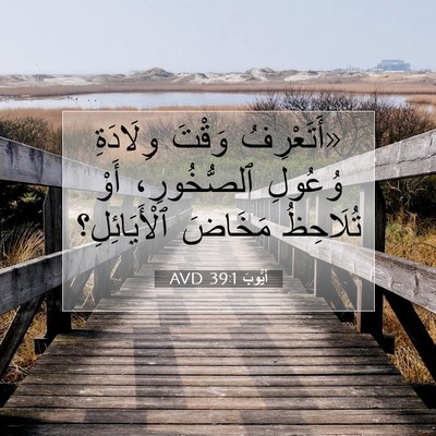 Picture 07 - أَيُّوبَ 39:1 AVD - «أَتَعْرِفُ وَقْتَ - Bible Verse Picture