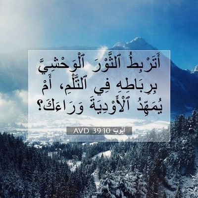 Picture 07 - أَيُّوبَ 39:10 AVD - أَتَرْبِطُ ٱلثَّوْرَ - Bible Verse Picture