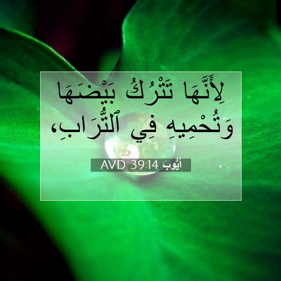 Picture 07 - أَيُّوبَ 39:14 AVD - لِأَنَّهَا تَتْرُكُ - Bible Verse Picture