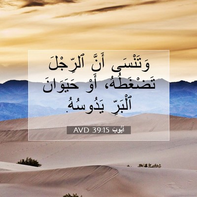 Picture 07 - أَيُّوبَ 39:15 AVD - وَتَنْسَى أَنَّ ٱلرِّجْلَ - Bible Verse Picture