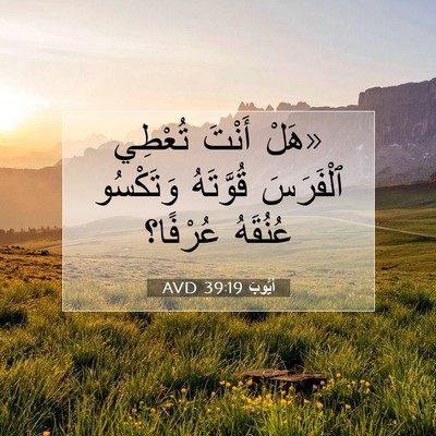 Picture 07 - أَيُّوبَ 39:19 AVD - «هَلْ أَنْتَ تُعْطِي - Bible Verse Picture