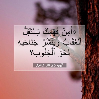 Picture 07 - أَيُّوبَ 39:26 AVD - «أَمِنْ فَهْمِكَ - Bible Verse Picture