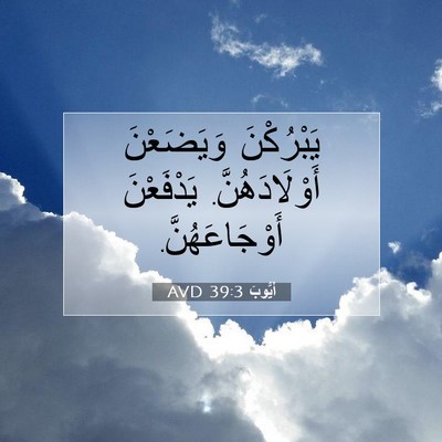 Picture 07 - أَيُّوبَ 39:3 AVD - يَبْرُكْنَ وَيَضَعْنَ - Bible Verse Picture