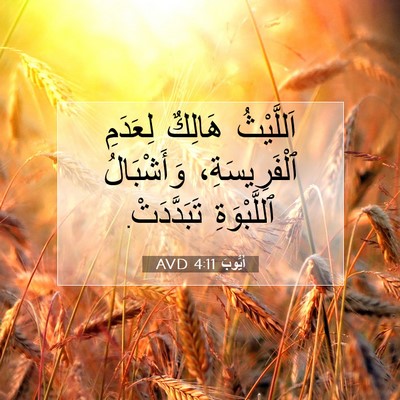 Picture 07 - أَيُّوبَ 4:11 AVD - اَللَّيْثُ هَالِكٌ - Bible Verse Picture