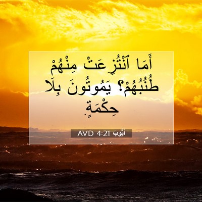 Picture 07 - أَيُّوبَ 4:21 AVD - أَمَا ٱنْتُزِعَتْ - Bible Verse Picture