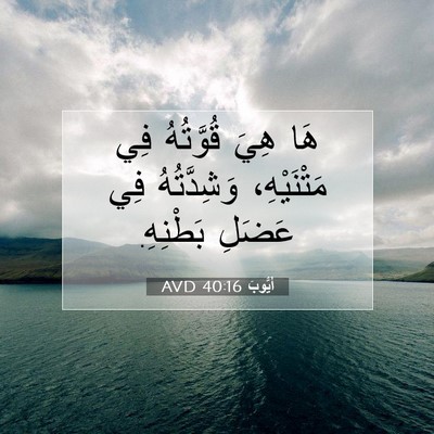 Picture 07 - أَيُّوبَ 40:16 AVD - هَا هِيَ قُوَّتُهُ فِي - Bible Verse Picture