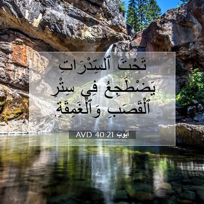 Picture 07 - أَيُّوبَ 40:21 AVD - تَحْتَ ٱلسِّدْرَاتِ - Bible Verse Picture