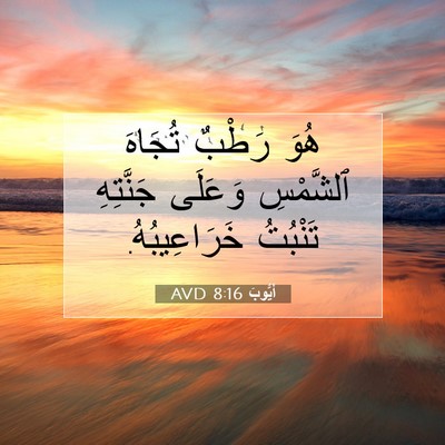 Picture 07 - أَيُّوبَ 8:16 AVD - هُوَ رَطْبٌ تُجَاهَ - Bible Verse Picture