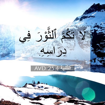 Picture 07 - اَلتَّثْنِيَة 25:4 AVD - لَا تَكُمَّ ٱلثَّوْرَ فِي - Bible Verse Picture