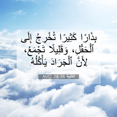 Picture 07 - اَلتَّثْنِيَة 28:38 AVD - بِذَارًا كَثِيرًا - Bible Verse Picture