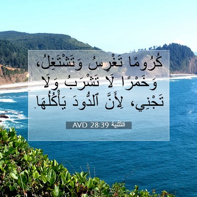 Picture 07 - اَلتَّثْنِيَة 28:39 AVD - كُرُومًا تَغْرِسُ - Bible Verse Picture