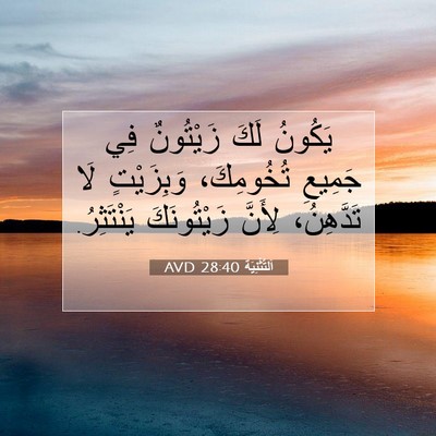 Picture 07 - اَلتَّثْنِيَة 28:40 AVD - يَكُونُ لَكَ زَيْتُونٌ فِي - Bible Verse Picture