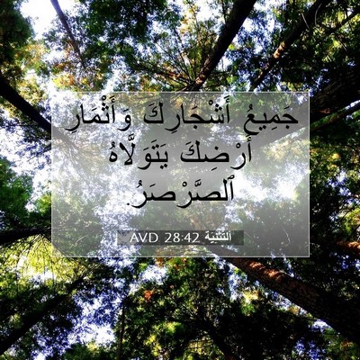 Picture 07 - اَلتَّثْنِيَة 28:42 AVD - جَمِيعُ أَشْجَارِكَ - Bible Verse Picture