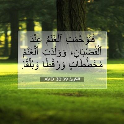 Picture 07 - اَلتَّكْوِينُ 30:39 AVD - فَتَوَحَّمَتِ ٱلْغَنَمُ - Bible Verse Picture