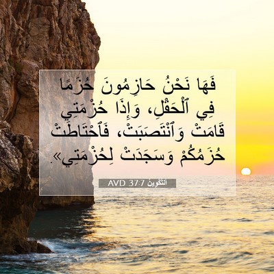 Picture 07 - اَلتَّكْوِينُ 37:7 AVD - فَهَا نَحْنُ حَازِمُونَ - Bible Verse Picture