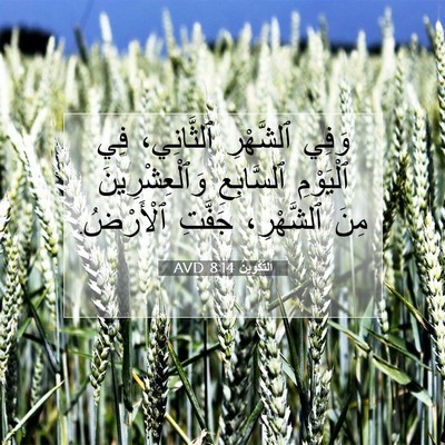 Picture 07 - اَلتَّكْوِينُ 8:14 AVD - وَفِي ٱلشَّهْرِ - Bible Verse Picture