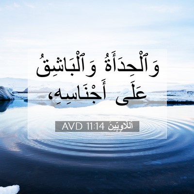 Picture 07 - اَللَّاوِيِّينَ 11:14 AVD - وَٱلْحِدَأَةُ - Bible Verse Picture