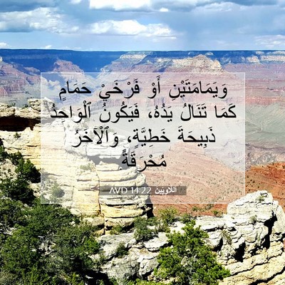 Picture 07 - اَللَّاوِيِّينَ 14:22 AVD - وَيَمَامَتَيْنِ أَوْ - Bible Verse Picture