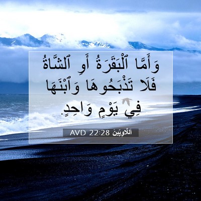Picture 07 - اَللَّاوِيِّينَ 22:28 AVD - وَأَمَّا ٱلْبَقَرَةُ أَوِ - Bible Verse Picture