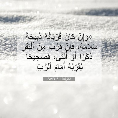 Picture 07 - اَللَّاوِيِّينَ 3:1 AVD - «وَإِنْ كَانَ قُرْبَانُهُ - Bible Verse Picture