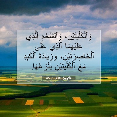 Picture 07 - اَللَّاوِيِّينَ 3:10 AVD - وَٱلْكُلْيَتَيْنِ، - Bible Verse Picture