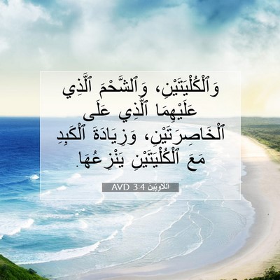Picture 07 - اَللَّاوِيِّينَ 3:4 AVD - وَٱلْكُلْيَتَيْنِ، - Bible Verse Picture