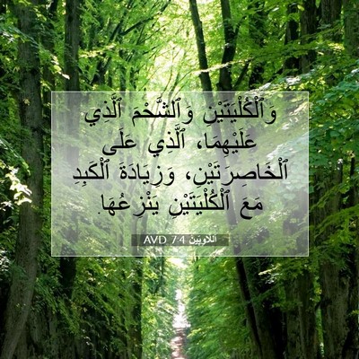 Picture 07 - اَللَّاوِيِّينَ 7:4 AVD - وَٱلْكُلْيَتَيْنِ - Bible Verse Picture