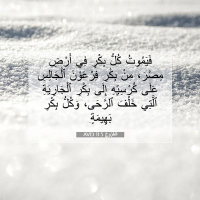 Picture 07 - اَلْخُرُوجُ 11:5 AVD - فَيَمُوتُ كُلُّ بِكْرٍ فِي - Bible Verse Picture