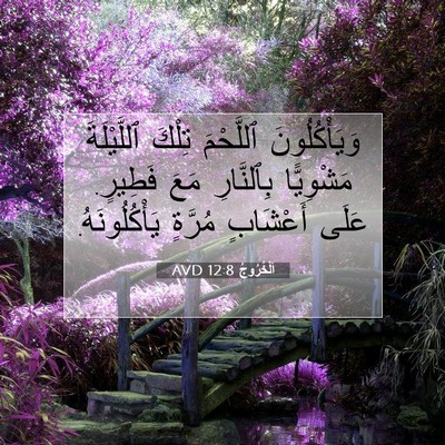Picture 07 - اَلْخُرُوجُ 12:8 AVD - وَيَأْكُلُونَ ٱللَّحْمَ - Bible Verse Picture