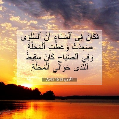 Picture 07 - اَلْخُرُوجُ 16:13 AVD - فَكَانَ فِي ٱلْمَسَاءِ - Bible Verse Picture