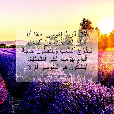 Picture 07 - اَلْخُرُوجُ 16:4 AVD - فَقَالَ ٱلرَّبُّ لِمُوسَى: - Bible Verse Picture