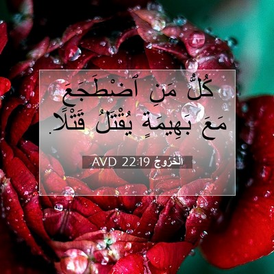 Picture 07 - اَلْخُرُوجُ 22:19 AVD - كُلُّ مَنِ ٱضْطَجَعَ مَعَ - Bible Verse Picture