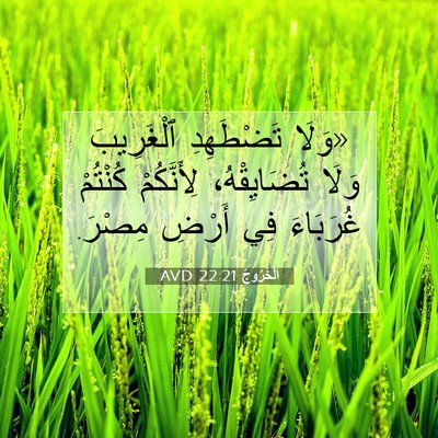 Picture 07 - اَلْخُرُوجُ 22:21 AVD - «وَلَا تَضْطَهِدِ - Bible Verse Picture
