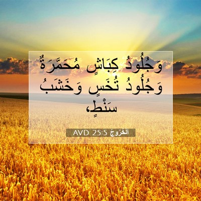 Picture 07 - اَلْخُرُوجُ 25:5 AVD - وَجُلُودُ كِبَاشٍ - Bible Verse Picture