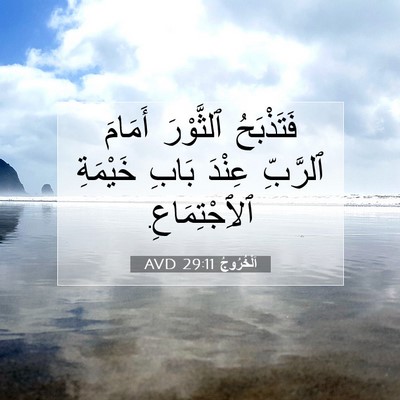 Picture 07 - اَلْخُرُوجُ 29:11 AVD - فَتَذْبَحُ ٱلثَّوْرَ - Bible Verse Picture
