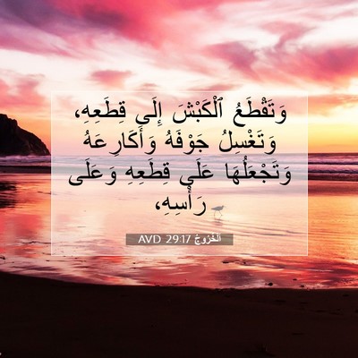 Picture 07 - اَلْخُرُوجُ 29:17 AVD - وَتَقْطَعُ ٱلْكَبْشَ - Bible Verse Picture