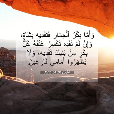 Picture 07 - اَلْخُرُوجُ 34:20 AVD - وَأَمَّا بِكْرُ - Bible Verse Picture