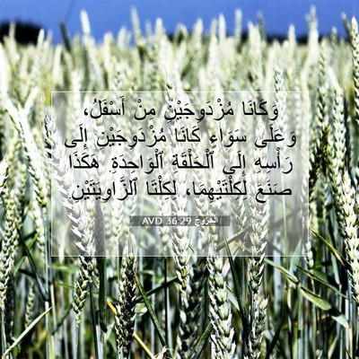 Picture 07 - اَلْخُرُوجُ 36:29 AVD - وَكَانَا مُزْدَوِجَيْنِ - Bible Verse Picture
