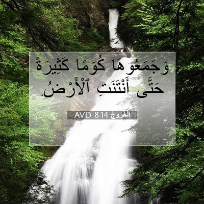 Picture 07 - اَلْخُرُوجُ 8:14 AVD - وَجَمَعُوهَا كُوَمًا - Bible Verse Picture