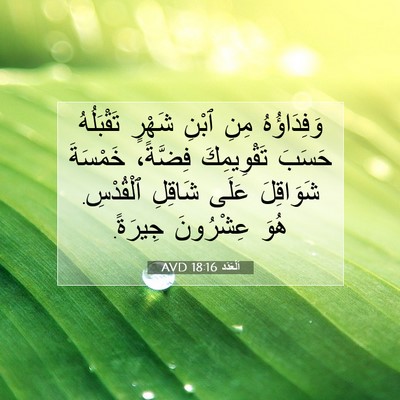 Picture 07 - اَلْعَدَد 18:16 AVD - وَفِدَاؤُهُ مِنِ ٱبْنِ - Bible Verse Picture