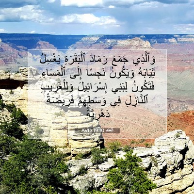 Picture 07 - اَلْعَدَد 19:10 AVD - وَٱلَّذِي جَمَعَ رَمَادَ - Bible Verse Picture