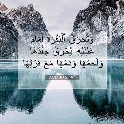 Picture 07 - اَلْعَدَد 19:5 AVD - وَتُحْرَقُ ٱلْبَقَرَةُ - Bible Verse Picture