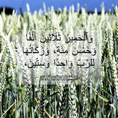 Picture 07 - اَلْعَدَد 31:39 AVD - وَٱلْحَمِيرُ ثَلَاثِينَ - Bible Verse Picture
