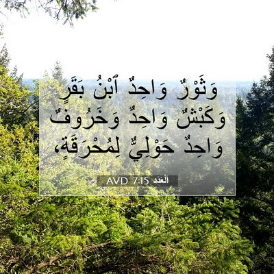 Picture 07 - اَلْعَدَد 7:15 AVD - وَثَوْرٌ وَاحِدٌ ٱبْنُ - Bible Verse Picture