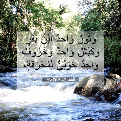 Picture 07 - اَلْعَدَد 7:45 AVD - وَثَوْرٌ وَاحِدٌ ٱبْنُ - Bible Verse Picture