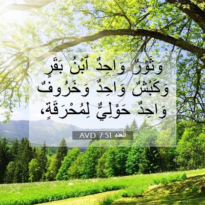 Picture 07 - اَلْعَدَد 7:51 AVD - وَثَوْرٌ وَاحِدٌ ٱبْنُ - Bible Verse Picture