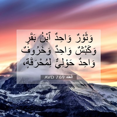 Picture 07 - اَلْعَدَد 7:69 AVD - وَثَوْرٌ وَاحِدٌ ٱبْنُ - Bible Verse Picture
