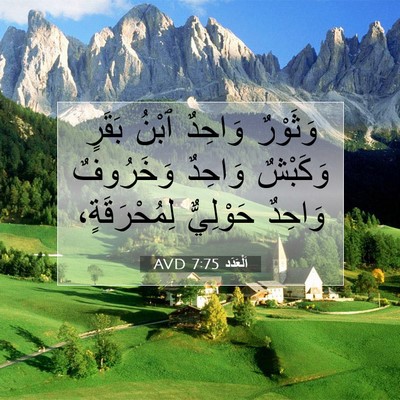 Picture 07 - اَلْعَدَد 7:75 AVD - وَثَوْرٌ وَاحِدٌ ٱبْنُ - Bible Verse Picture