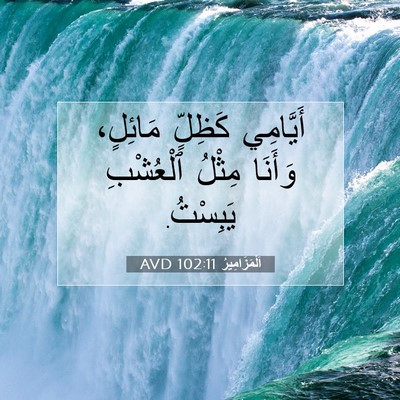 Picture 07 - اَلْمَزَامِيرُ 102:11 AVD - أَيَّامِي كَظِلٍّ - Bible Verse Picture